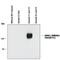 Glutamate Ionotropic Receptor NMDA Type Subunit 1 antibody, PPS080, R&D Systems, Western Blot image 