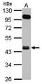 Fc Receptor Like A antibody, GTX116506, GeneTex, Western Blot image 