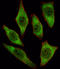 Adenine Phosphoribosyltransferase antibody, LS-C156439, Lifespan Biosciences, Immunofluorescence image 