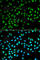 BCL2 antibody, A0208, ABclonal Technology, Immunofluorescence image 