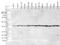 p38 antibody, NB110-96907, Novus Biologicals, Western Blot image 