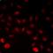 Integrator Complex Subunit 6 antibody, orb378138, Biorbyt, Immunofluorescence image 