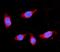 Hydroxymethylglutaryl-CoA synthase, mitochondrial antibody, A04371-2, Boster Biological Technology, Immunofluorescence image 