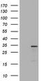Multidrug resistance protein 1 antibody, TA801011, Origene, Western Blot image 