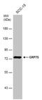 Heat Shock Protein Family A (Hsp70) Member 9 antibody, PA5-78009, Invitrogen Antibodies, Western Blot image 