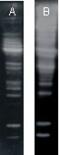Ubiquitin B antibody, BML-PW0605-0100, Enzo Life Sciences, Western Blot image 