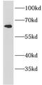 Anti-Mullerian Hormone antibody, FNab00359, FineTest, Western Blot image 