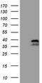 POU domain class 2-associating factor 1 antibody, LS-C798463, Lifespan Biosciences, Western Blot image 