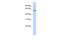 PiggyBac transposable element-derived protein 3 antibody, PA5-41301, Invitrogen Antibodies, Western Blot image 