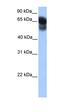 DPY30 Domain Containing 1 antibody, orb330693, Biorbyt, Western Blot image 