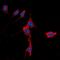 Potassium Voltage-Gated Channel Subfamily J Member 3 antibody, orb315578, Biorbyt, Immunofluorescence image 