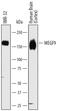 Multiple EGF Like Domains 9 antibody, AF7768, R&D Systems, Western Blot image 
