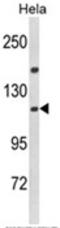 Importin 11 antibody, AP18075PU-N, Origene, Western Blot image 