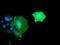 Bridging Integrator 3 antibody, NBP2-03389, Novus Biologicals, Immunocytochemistry image 