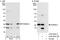 Progesterone Receptor Membrane Component 2 antibody, A302-955A, Bethyl Labs, Western Blot image 