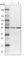 LanC Like 1 antibody, HPA034994, Atlas Antibodies, Western Blot image 