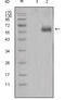 Dickkopf WNT Signaling Pathway Inhibitor 1 antibody, MBS533843, MyBioSource, Western Blot image 