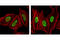 Histone Cluster 1 H2B Family Member B antibody, 5410S, Cell Signaling Technology, Immunofluorescence image 