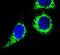 BCL10 Immune Signaling Adaptor antibody, PA5-24191, Invitrogen Antibodies, Immunofluorescence image 