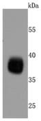 Podoplanin antibody, A01124-1, Boster Biological Technology, Western Blot image 