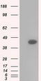 Basigin (Ok Blood Group) antibody, CF501188, Origene, Western Blot image 