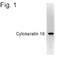Keratin 18 antibody, MA1-06326, Invitrogen Antibodies, Western Blot image 