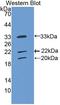 CLL-1 antibody, LS-C739758, Lifespan Biosciences, Western Blot image 