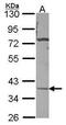Carbonic anhydrase-related protein 11 antibody, PA5-22339, Invitrogen Antibodies, Western Blot image 
