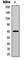 Akt antibody, abx121831, Abbexa, Western Blot image 