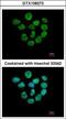 H2A Histone Family Member Z antibody, GTX108273, GeneTex, Immunofluorescence image 