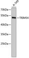 Tripartite Motif Containing 54 antibody, 19-074, ProSci, Western Blot image 