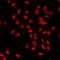 Protein C-ets-2 antibody, orb412583, Biorbyt, Immunofluorescence image 