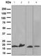 Transthyretin antibody, TA307716, Origene, Western Blot image 