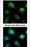 Glutathione S-transferase Mu 5 antibody, PA5-28892, Invitrogen Antibodies, Immunofluorescence image 