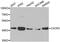 C-X-C Motif Chemokine Receptor 3 antibody, MBS126737, MyBioSource, Western Blot image 