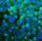 Ribosomal Protein L13a antibody, M03571, Boster Biological Technology, Immunofluorescence image 
