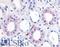 Epoxide hydratase antibody, LS-A8989, Lifespan Biosciences, Immunohistochemistry paraffin image 