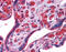 Ubiquitin C-Terminal Hydrolase L3 antibody, 27-209, ProSci, Western Blot image 