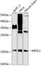 Myelin Protein Zero Like 1 antibody, 14-771, ProSci, Western Blot image 