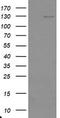 Ubiquitin Specific Peptidase 36 antibody, CF800097, Origene, Western Blot image 