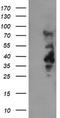 Leucine Rich Repeat Containing 25 antibody, TA504882BM, Origene, Western Blot image 