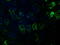 3-Hydroxyisobutyryl-CoA Hydrolase antibody, LS-C115317, Lifespan Biosciences, Immunofluorescence image 