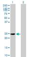 Ras-related protein Rab-34 antibody, H00054734-B02P, Novus Biologicals, Western Blot image 