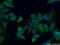 Ecto-NOX disulfide-thiol exchanger 2 antibody, 10423-1-AP, Proteintech Group, Immunofluorescence image 