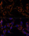 Mor1 antibody, 22-108, ProSci, Immunofluorescence image 