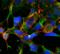 Acrolein antibody, NBP2-59358, Novus Biologicals, Immunofluorescence image 