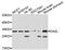 Deleted in azoospermia-like antibody, MBS127092, MyBioSource, Western Blot image 