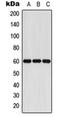 CYP11A1 antibody, orb213832, Biorbyt, Western Blot image 