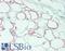 Deoxyribonuclease-2-alpha antibody, LS-B15847, Lifespan Biosciences, Immunohistochemistry paraffin image 