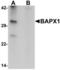 NK3 Homeobox 2 antibody, LS-B7039, Lifespan Biosciences, Western Blot image 